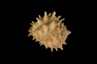 藏品(玫瑰岩螺)的圖片